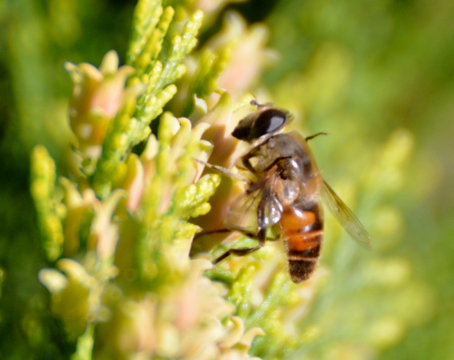 Sisfide Eristalis tenax? Su tuia orientale